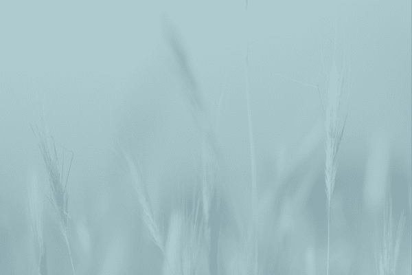 Climate Dividends